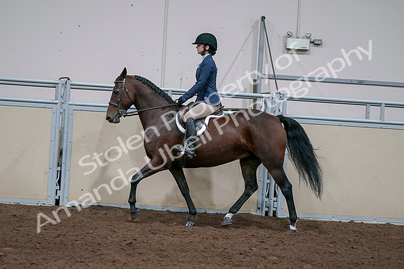 2020 - AB Morgan Horse - Fri, Sept 04 - 05928