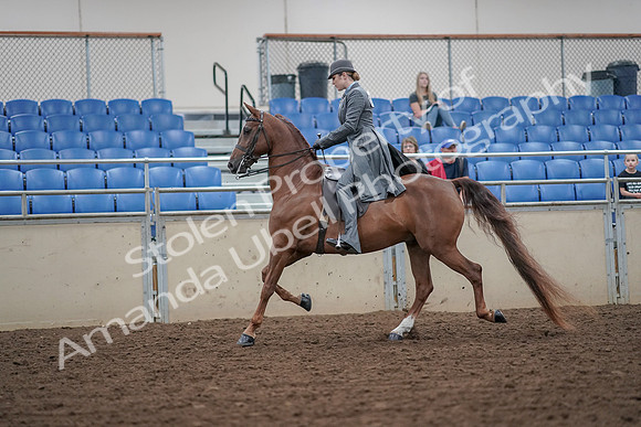 2019 Morgan Horse Show - Aug 30, 2019 - 15369