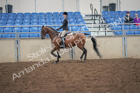2019 Morgan Horse Show - Aug 30, 2019 - 20158