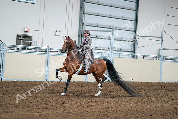 2020 - AB Morgan Horse - Sat, Sept 05 - 12086