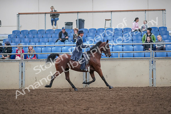 2019 Morgan Horse Show - Aug 31, 2019 - 09607