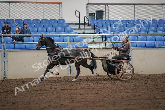 2019 Morgan Horse Show - Aug 30, 2019 - 13226