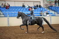 2020 - AB Morgan Horse - Sat, Sept 05 - 13580