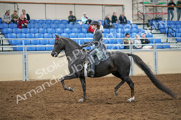 2020 - AB Morgan Horse - Sat, Sept 05 - 13580