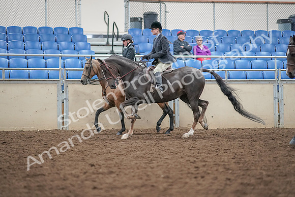 2019 Morgan Horse Show - Aug 30, 2019 - 20221