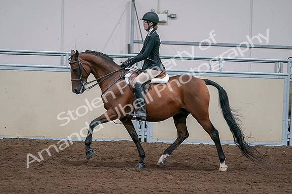 2020 - AB Morgan Horse - Fri, Sept 04 - 05945