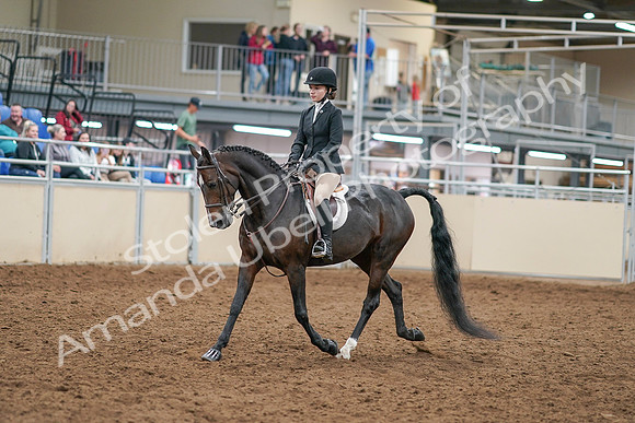 2020 - AB Morgan Horse - Sat, Sept 05 - 14266