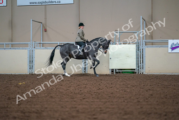 2019 Morgan Horse Show - Aug 30, 2019 - 20721