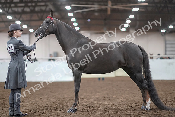 2019 Morgan Horse Show - Aug 31, 2019 - 01924