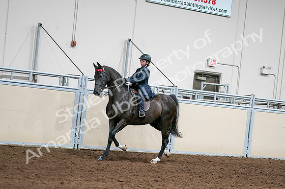 2020 - AB Morgan Horse - Fri, Sept 04 - 03007
