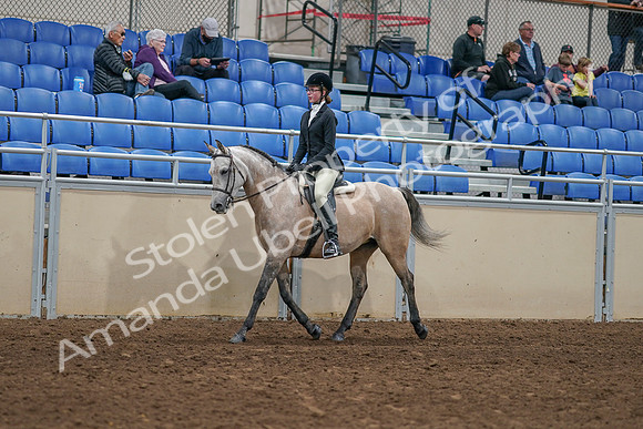 2020 - AB Morgan Horse - Sat, Sept 05 - 01184