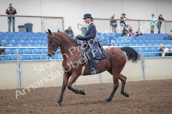 2019 Morgan Horse Show - Aug 31, 2019 - 08492
