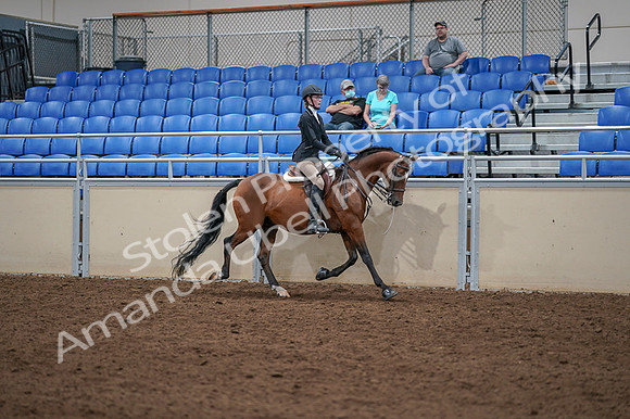 2020 - AB Morgan Horse - Fri, Sept 04 - 06115