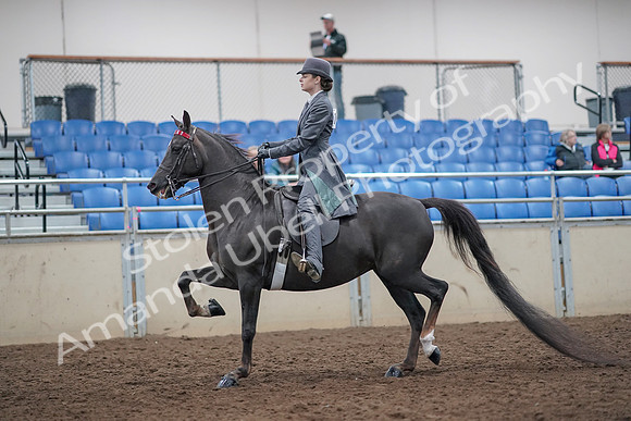 2019 Morgan Horse Show - Aug 31, 2019 - 09276