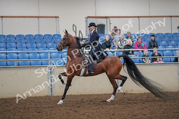 2019 Morgan Horse Show - Aug 30, 2019 - 25036