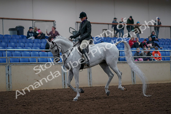 2019 Morgan Horse Show - Aug 31, 2019 - 16011