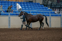 2020 - AB Morgan Horse - Fri, Sept 04 - 00736