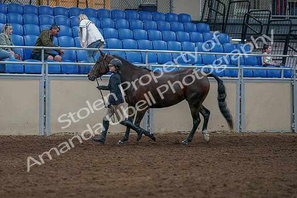 2020 - AB Morgan Horse - Fri, Sept 04 - 00736