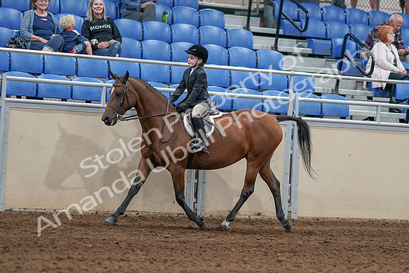 2020 - AB Morgan Horse - Sat, Sept 05 - 10616