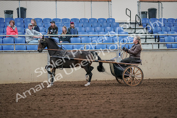 2019 Morgan Horse Show - Aug 30, 2019 - 13233