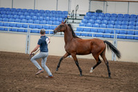 2020 - AB Morgan Horse - Sat, Sept 05 - 00542