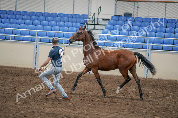 2020 - AB Morgan Horse - Sat, Sept 05 - 00542