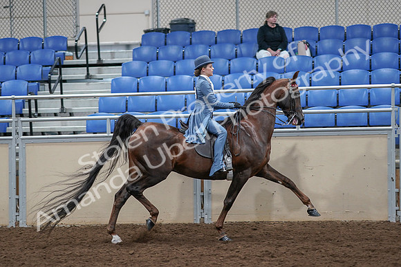 2020 - AB Morgan Horse - Fri, Sept 04 - 05213