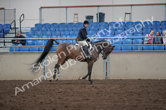 2019 Morgan Horse Show - Aug 31, 2019 - 16133