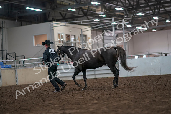 2019 Morgan Horse Show - Aug 31, 2019 - 02069