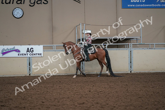 2019 Morgan Horse Show - Aug 30, 2019 - 25991