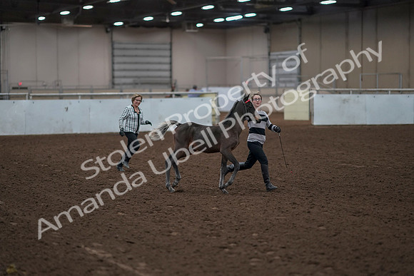 2019 Morgan Horse Show - Aug 31, 2019 - 00191
