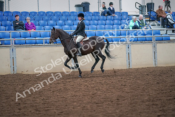 2019 Morgan Horse Show - Aug 30, 2019 - 20529