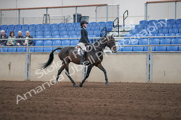2019 Morgan Horse Show - Sept 01, 2019 - 03812