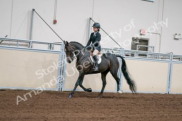 2020 - AB Morgan Horse - Fri, Sept 04 - 02009