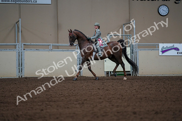 2019 Morgan Horse Show - Aug 30, 2019 - 18233
