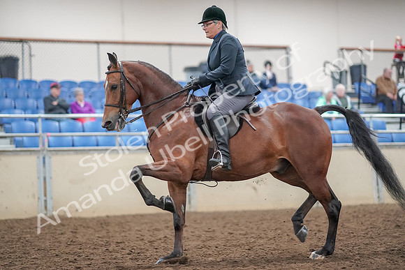 2019 Morgan Horse Show - Aug 30, 2019 - 20474