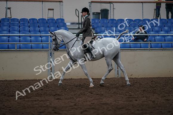 2019 Morgan Horse Show - Sept 01, 2019 - 08575