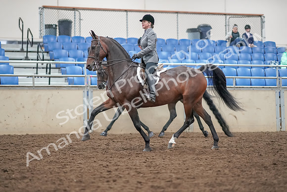 2019 Morgan Horse Show - Aug 30, 2019 - 20182