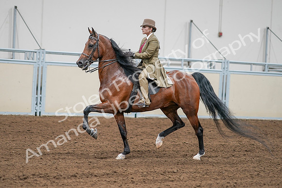 2020 - AB Morgan Horse - Sat, Sept 05 - 07999