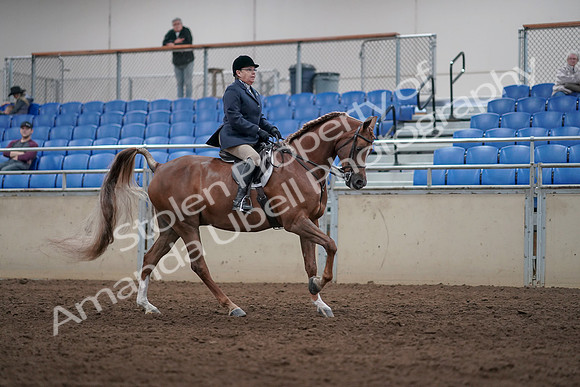 2019 Morgan Horse Show - Sept 01, 2019 - 08785