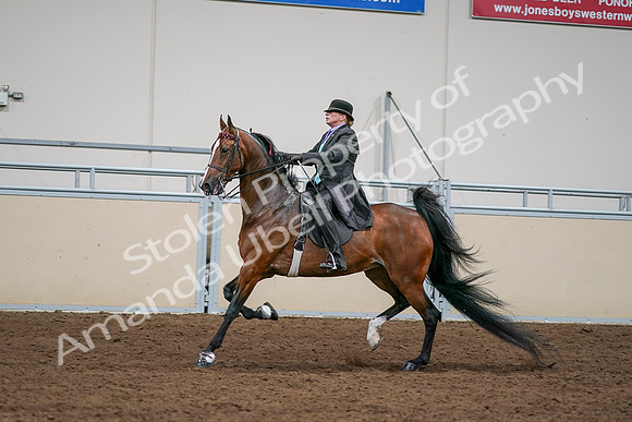 2020 - AB Morgan Horse - Sat, Sept 05 - 13007