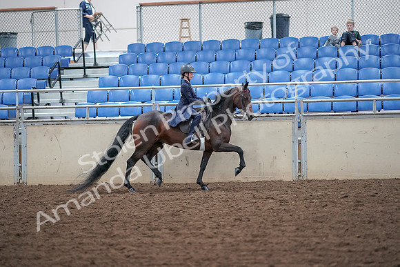 2019 Morgan Horse Show - Aug 30, 2019 - 18127
