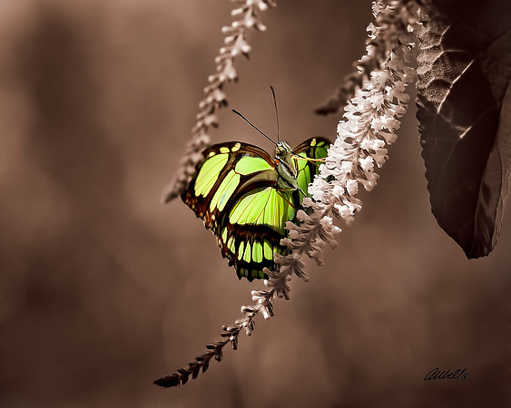 Insects - 003