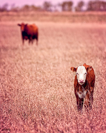 Farm Animals - 005