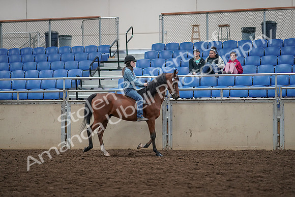 2019 Morgan Horse Show - Aug 30, 2019 - 31342