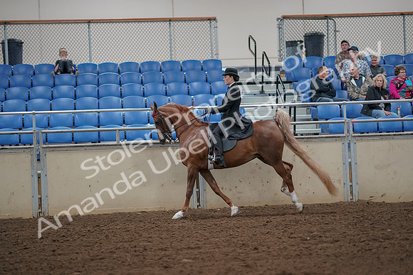 2019 Morgan Horse Show - Aug 30, 2019 - 25171