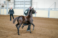 2020 - AB Morgan Horse - Fri, Sept 04 - 06183