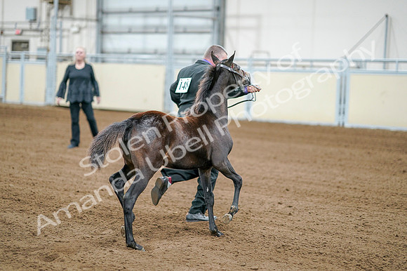 2020 - AB Morgan Horse - Fri, Sept 04 - 06183