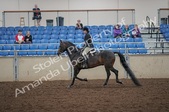 2019 Morgan Horse Show - Aug 30, 2019 - 27200