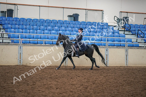 2019 Morgan Horse Show - Aug 30, 2019 - 12334